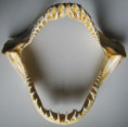 /products/zraloci-celist-isurus-oxyrhinchus-zralok-mako/